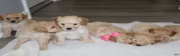 Miniature Poodle dogs for sale: Miniature Poodle Puppy 3 - Ad 7