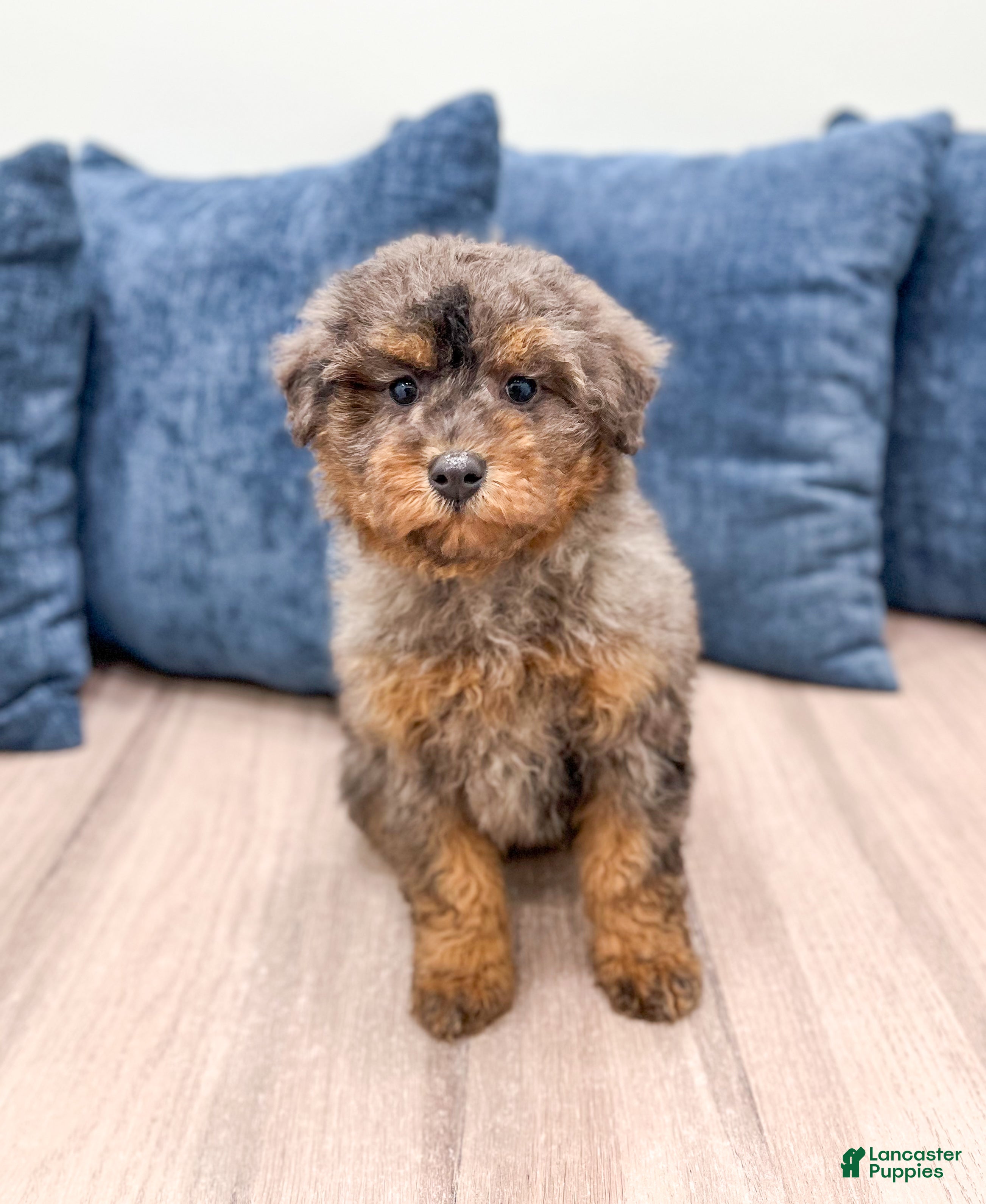 Miniature Poodle dogs for sale: Cookie - Ad 4