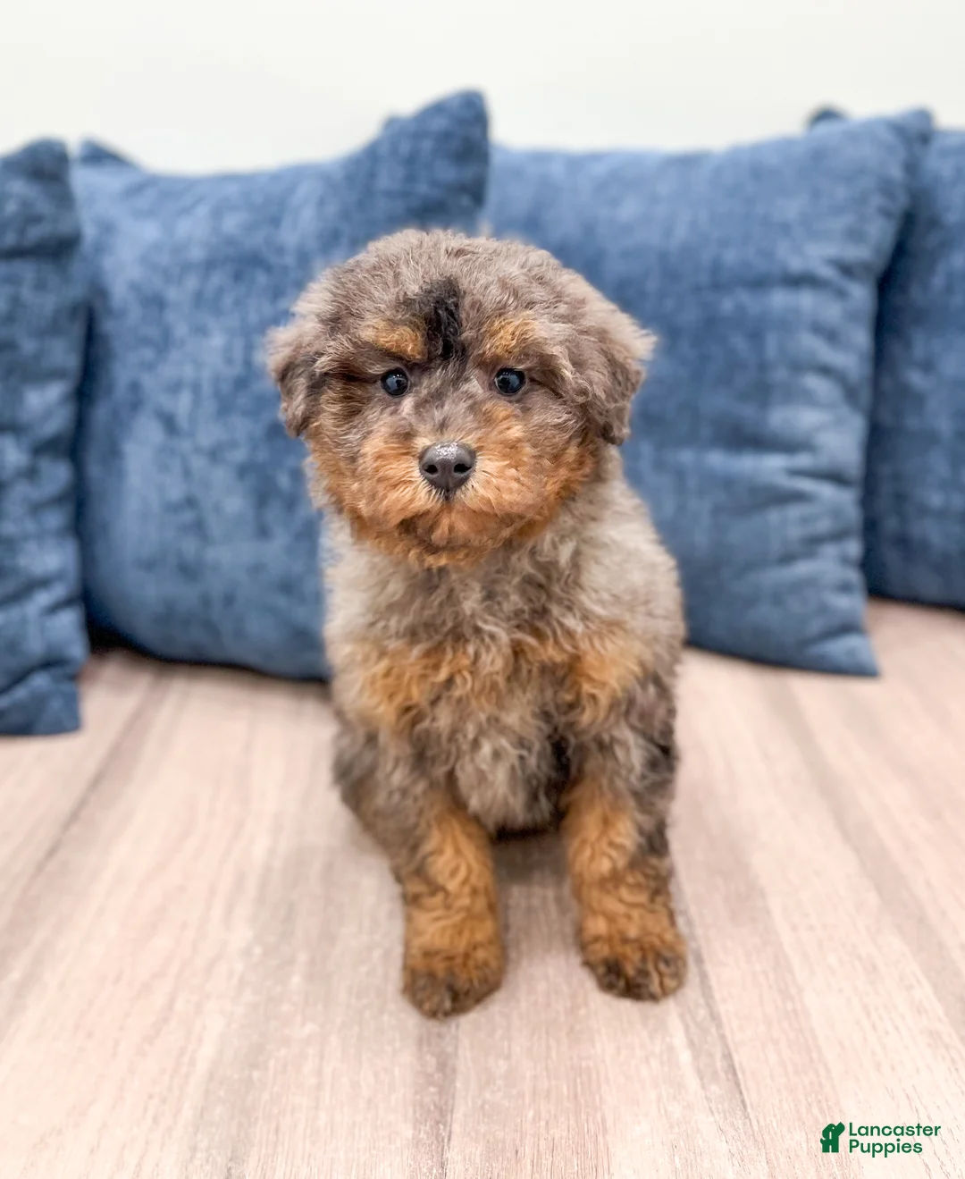 Miniature Poodle dogs for sale: Cookie - Ad 1