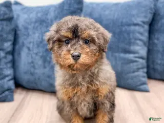 Miniature Poodle dogs for sale: Cookie - Ad 4