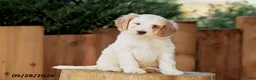 Mini Goldendoodle dogs for sale: Trevor - Ad 3