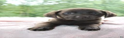 Labrador Retriever dogs for sale: Molly  - Ad 6