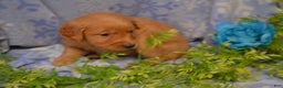 Golden Retriever dogs for sale: Athena - Ad 3