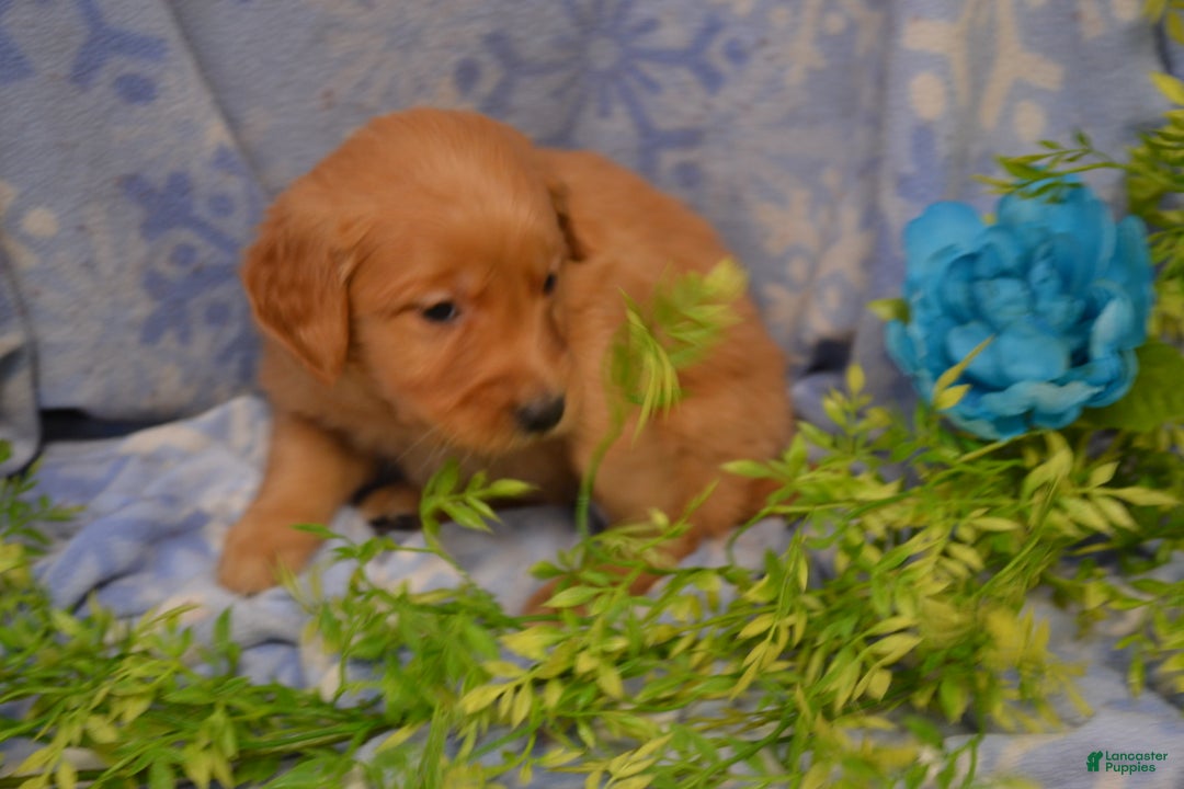 Golden Retriever dogs for sale: Athena - Ad 3