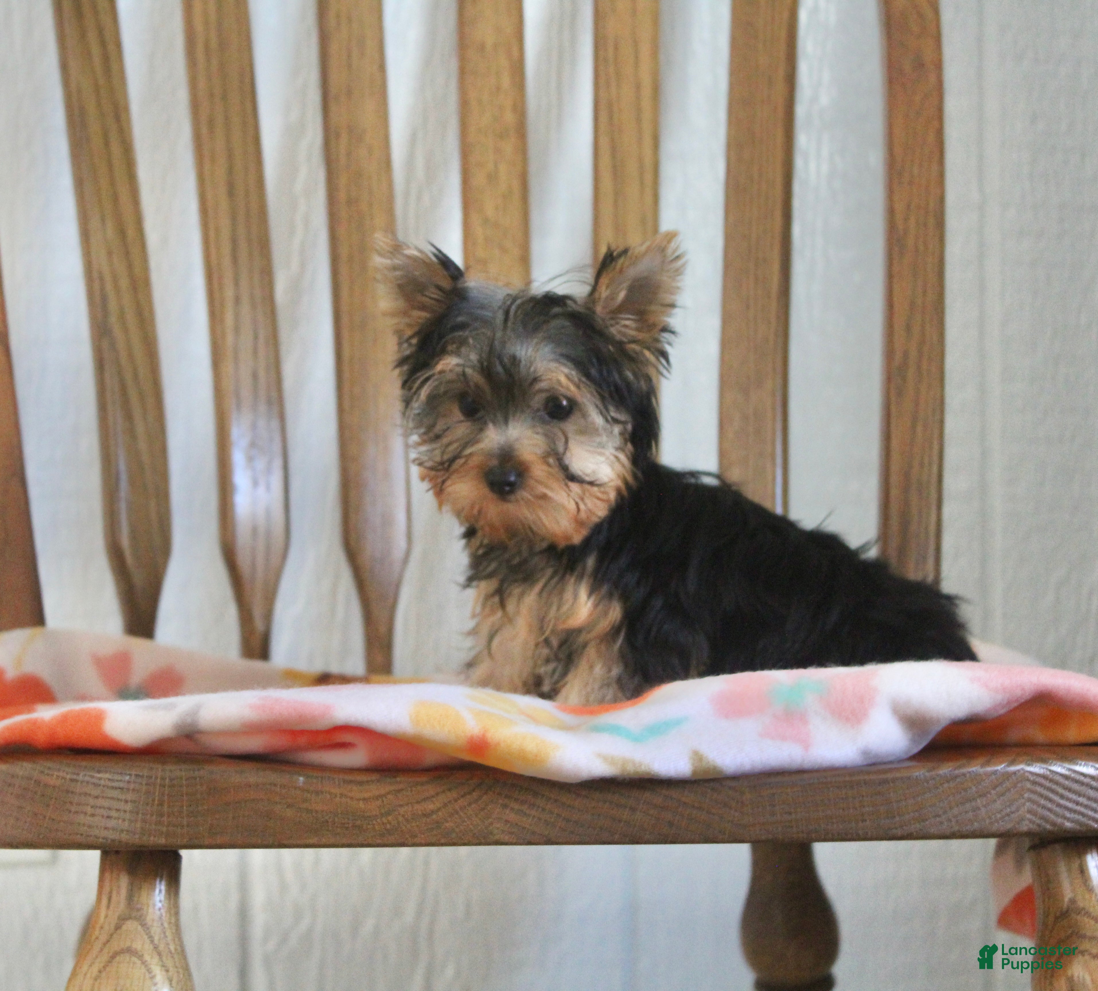Yorkshire Terrier dogs for sale: Lily - Ad 2