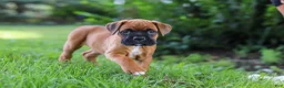 Boxer dogs for sale: Russell - Ad 4