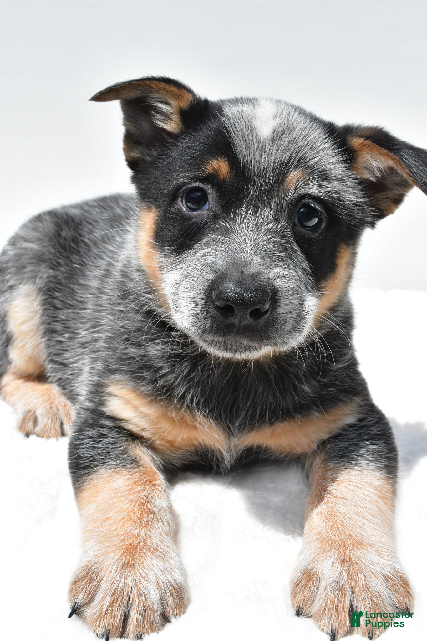 Australian Cattle Dog dogs Tucker - Ad 1
