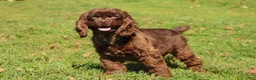 Cockapoo dogs for sale: Sammie - Ad 6