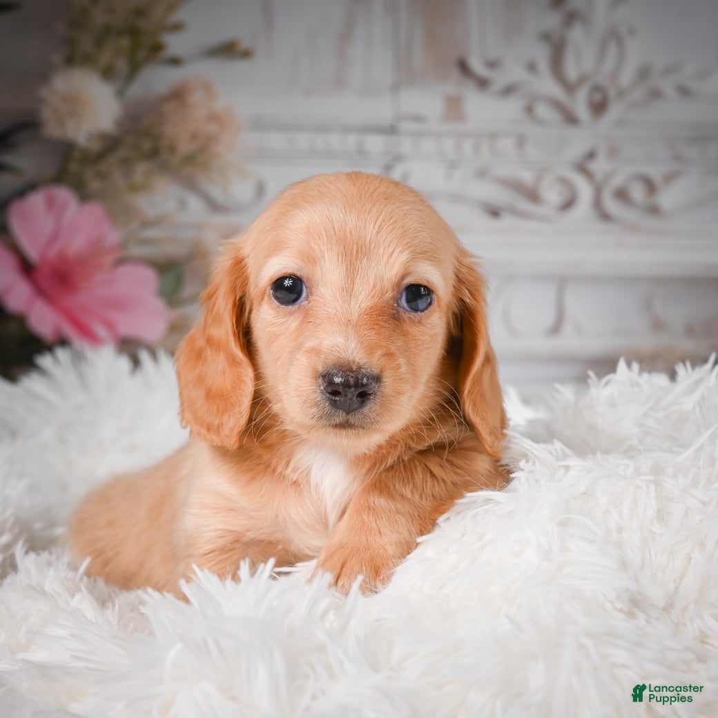 Miniature Dachshund dogs AKC-Rose - Ad 1