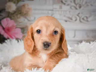 Miniature Dachshund dogs for sale: AKC-Rose - Ad 4