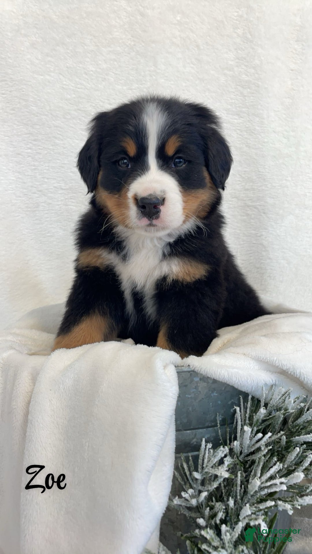 Bernese Mountain Dog dogs for sale: Zoe - Ad 1