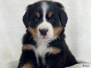 Bernese Mountain Dog dogs Zoe - Ad 2