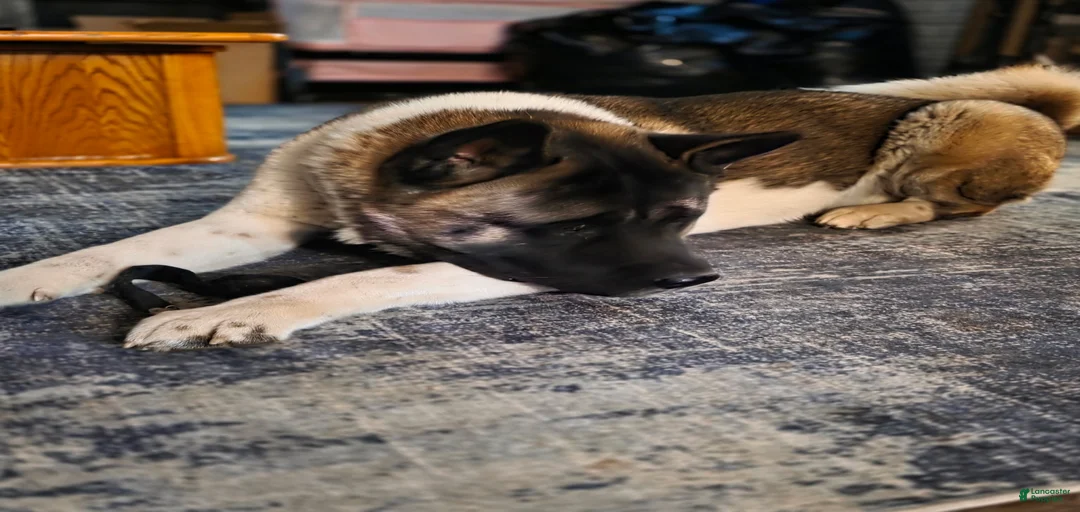 Gallery Image {{count}}