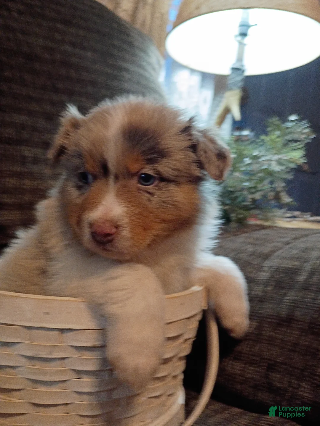 Australian Shepherd dogs for sale: Oscar - Ad 1