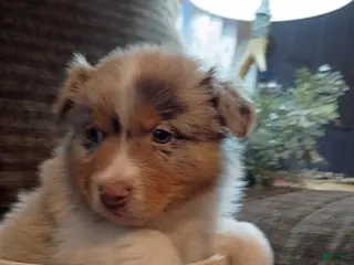 Australian Shepherd dogs Oscar - Ad 19