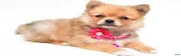 Pomeranian dogs for sale: Sadie - Ad 2