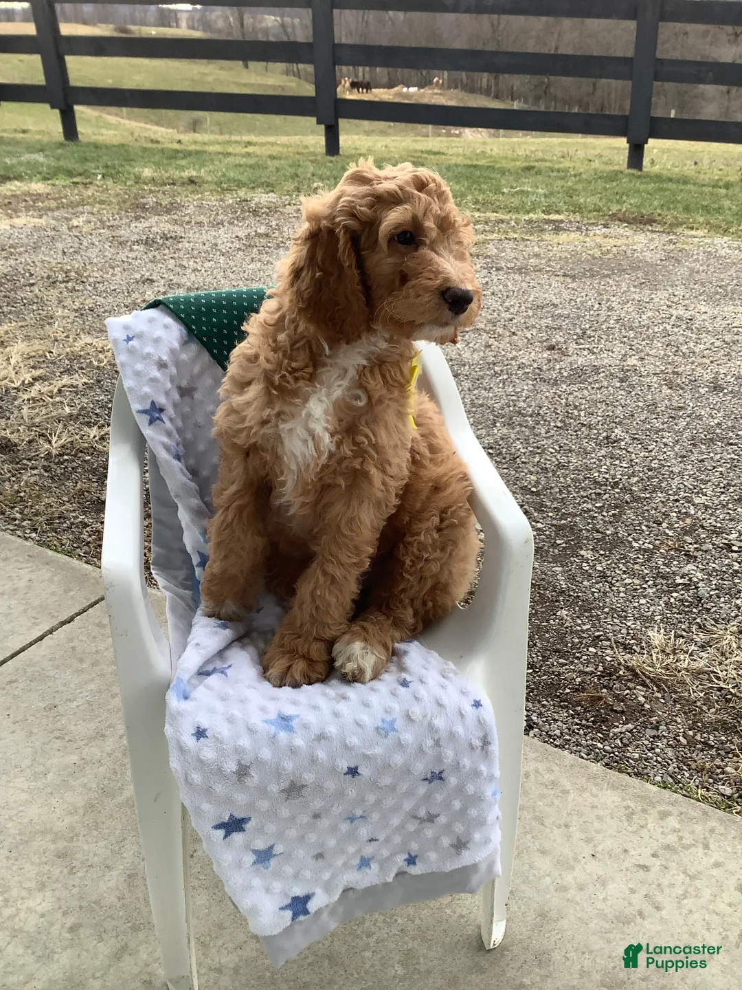 Goldendoodle dogs for sale: Freddie Goldendoodle Puppy 2 - Ad 5