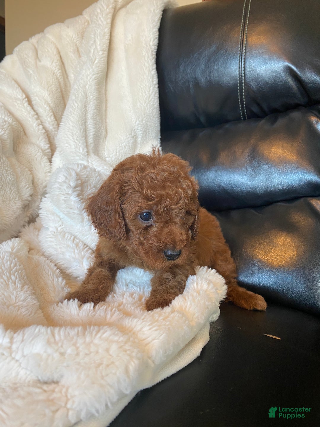 Mixed Breed dogs for sale: Alpine - Ad 4