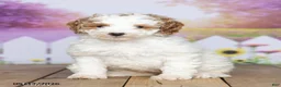Mini Goldendoodle dogs for sale: Daisy - Ad 2