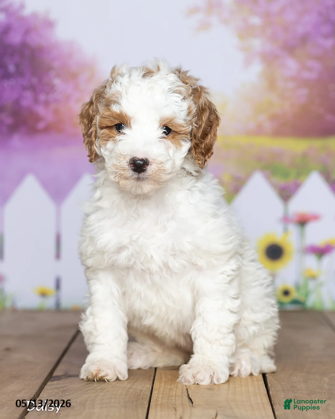 Mini Goldendoodle dogs for sale: Daisy - Ad 2