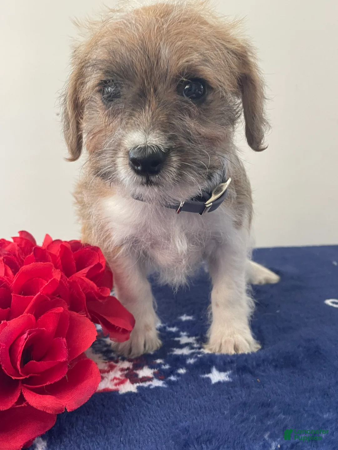 Jackapoo dogs for sale: Josh - Ad 4