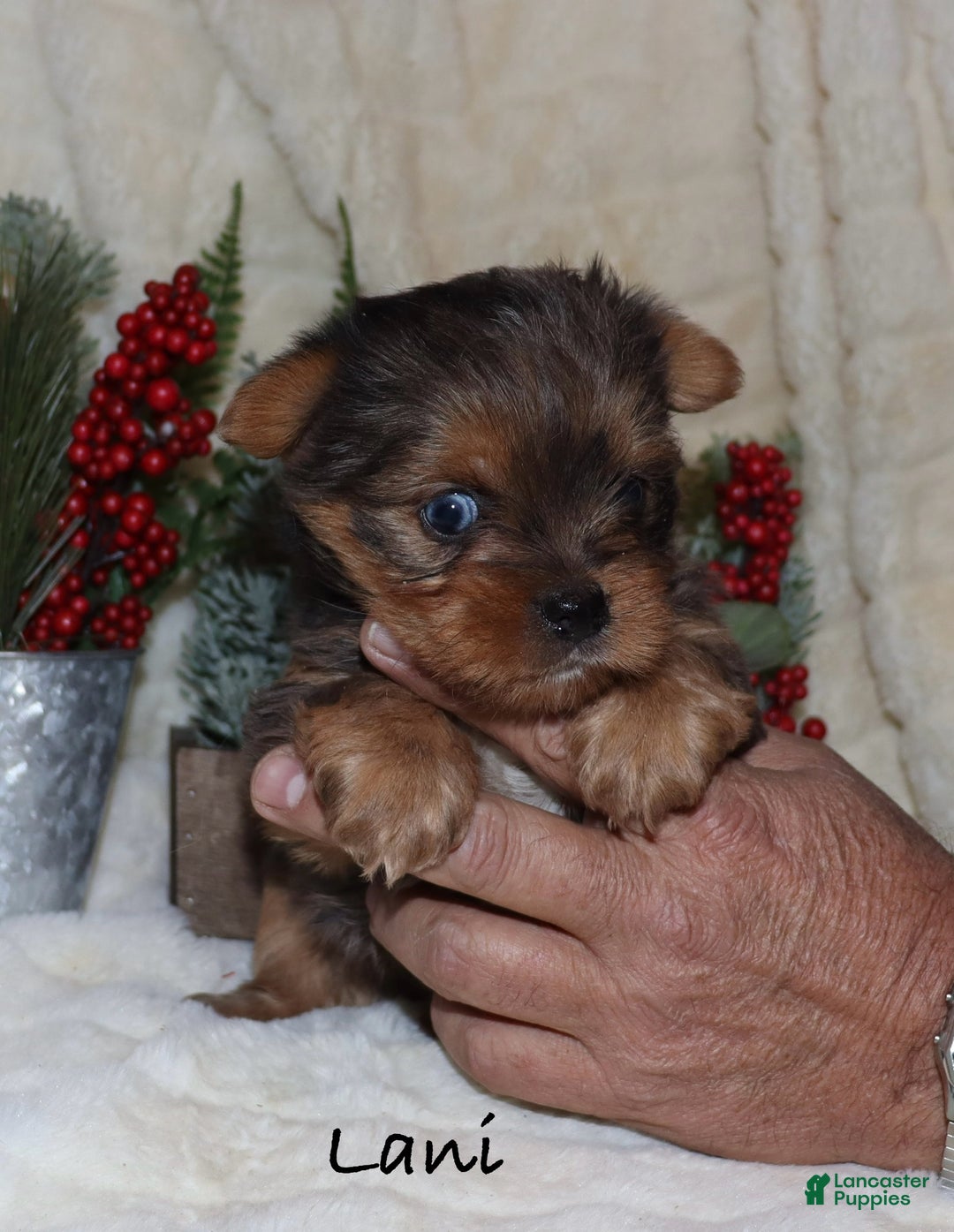 Yorkshire Terrier dogs for sale: Lani - Ad 7