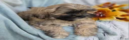 Shihpoo dogs for sale: Toffee - Ad 9