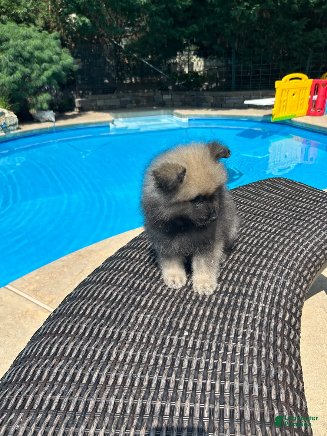 Keeshond dogs for sale: Luna - Ad 2