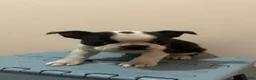 Boston Terrier dogs for sale: Nicky - Ad 3