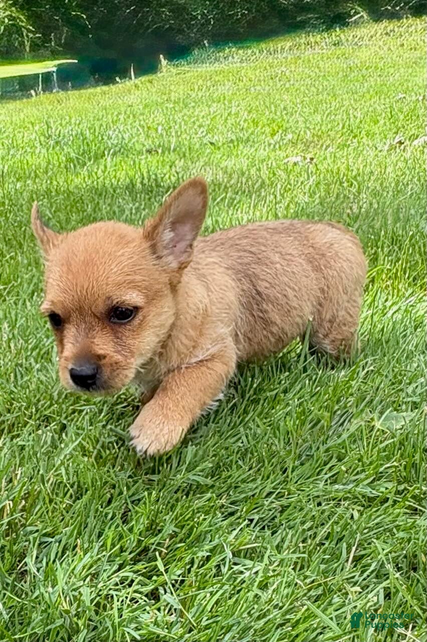 Chorkie dogs Chorkie 2 - Ad 1