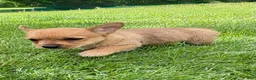 Chorkie dogs for sale: Chorkie 2 - Ad 1