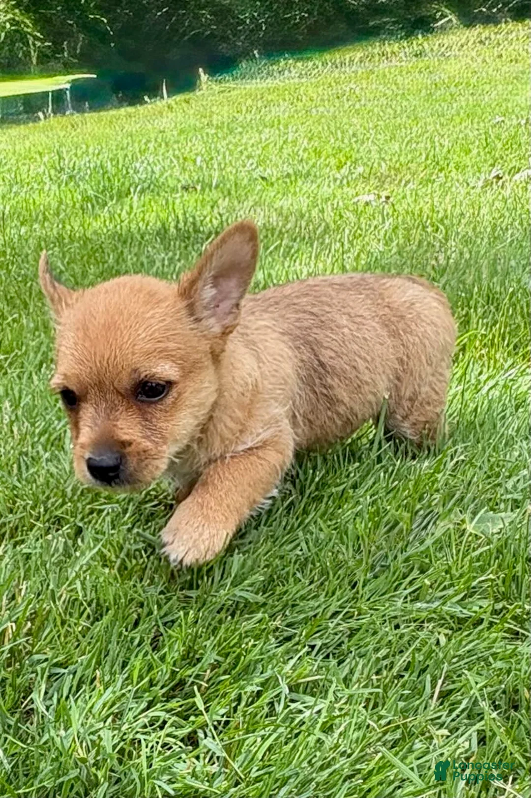 Chorkie dogs for sale: Chorkie 2 - Ad 1