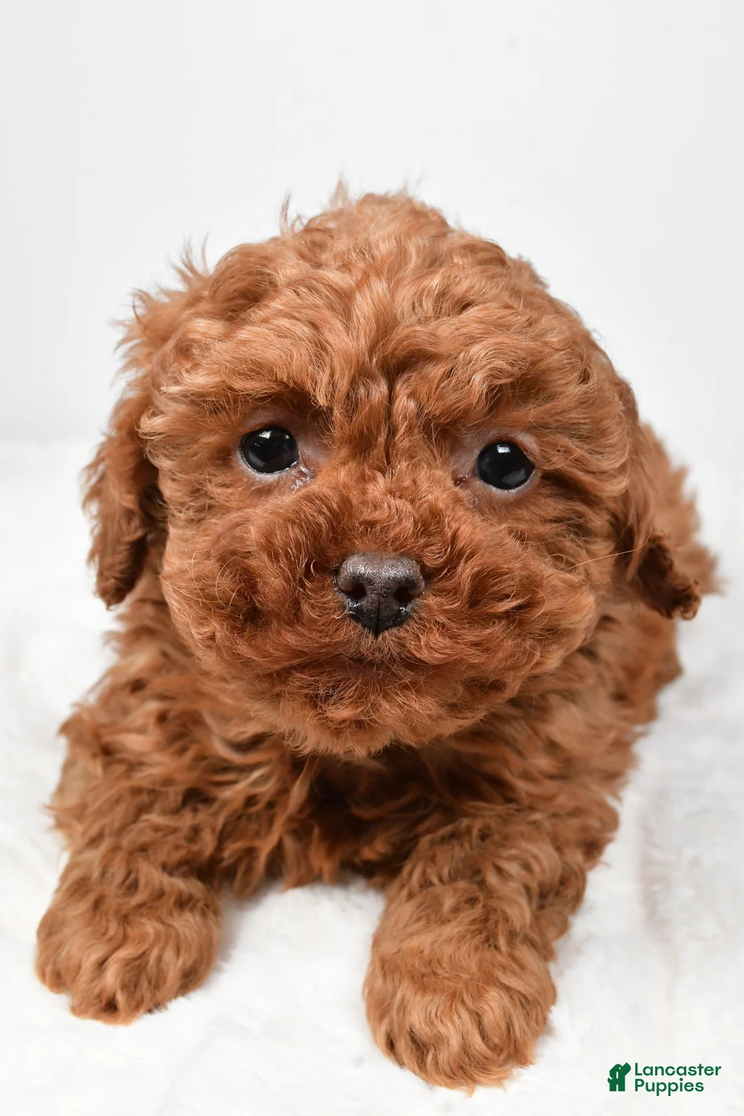 Cavapoo dogs for sale: Rebecca - Ad 5