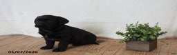Labrador Retriever dogs for sale: Peppy - Ad 4