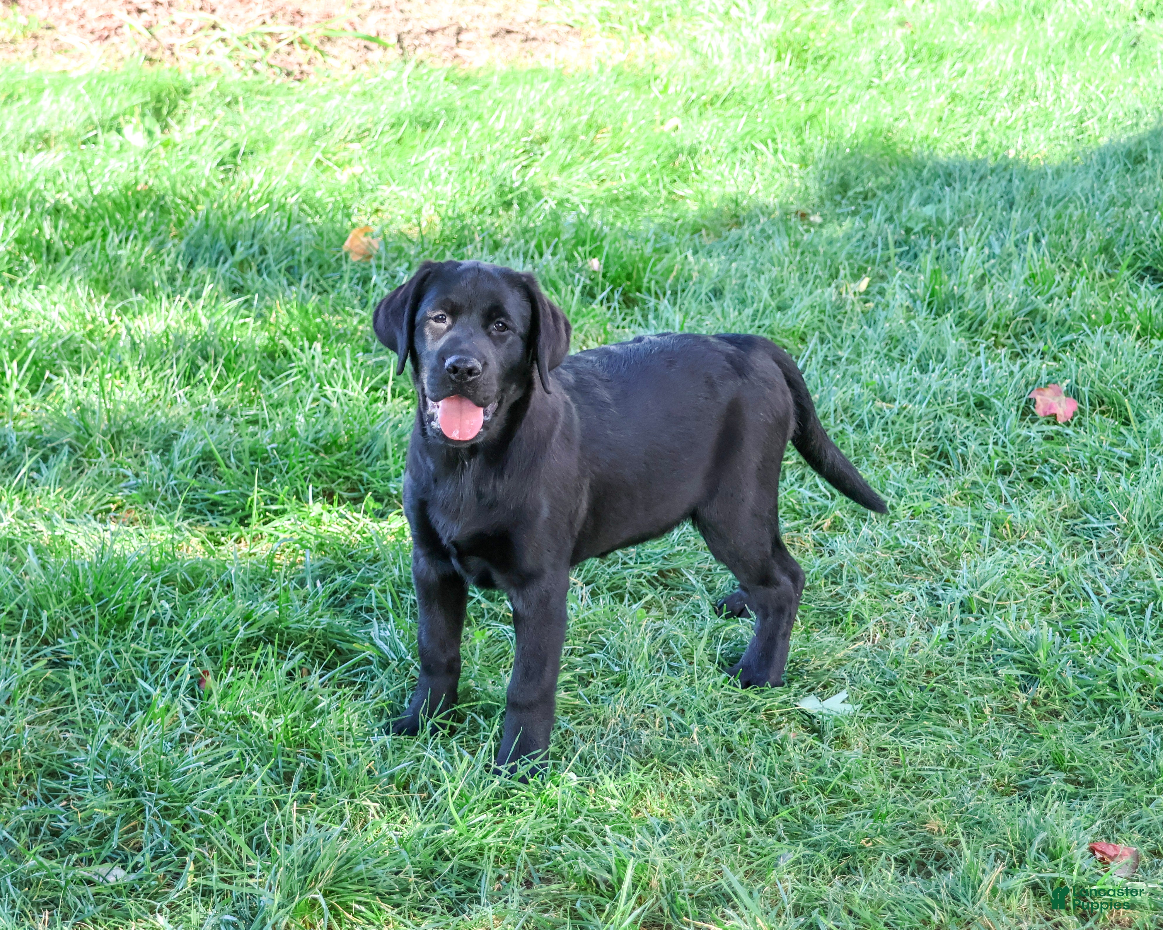 Labrador Retriever dogs Brooke - Ad 1