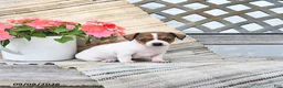 Chiweenie dogs for sale: Posy - Ad 2
