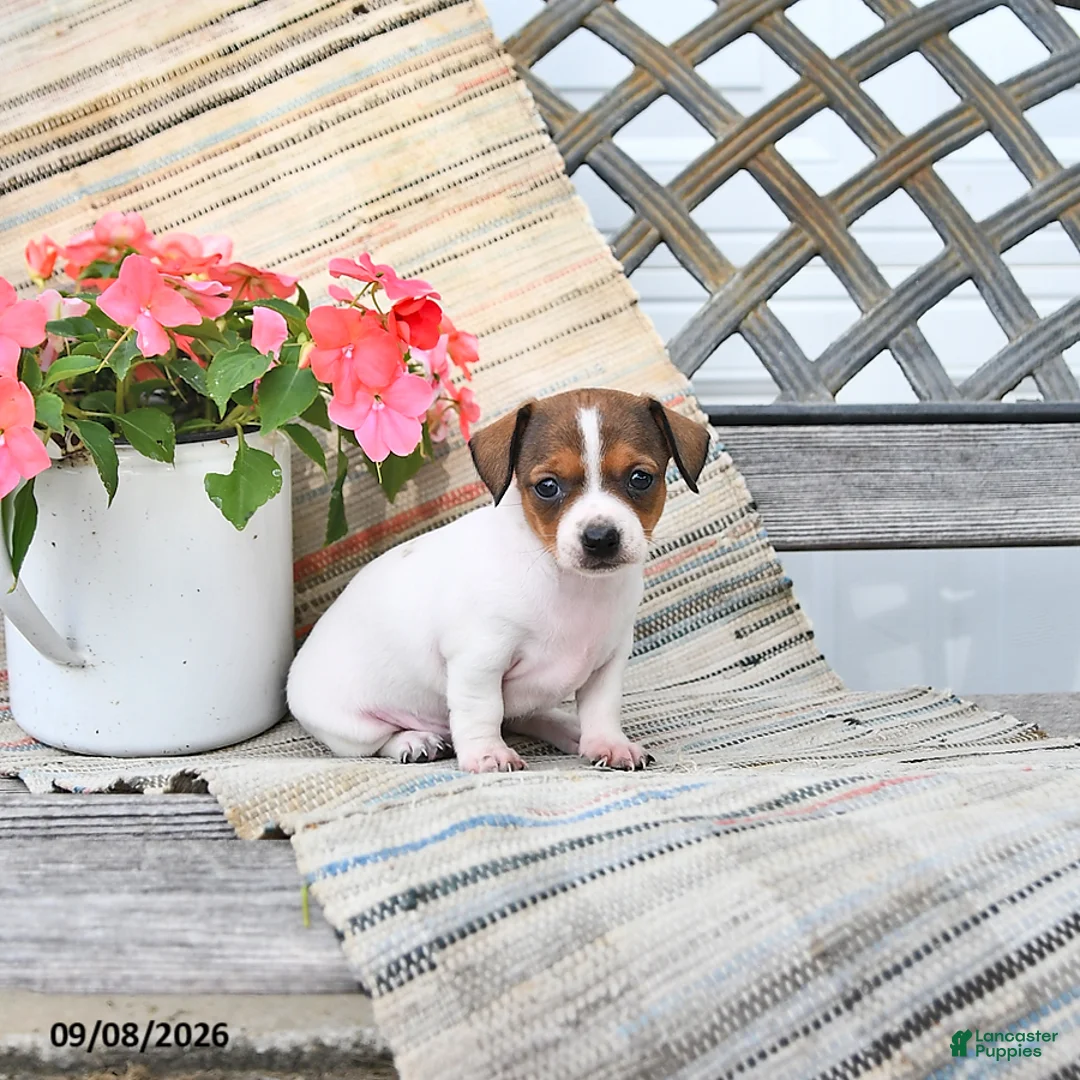 Chiweenie dogs for sale: Posy - Ad 2