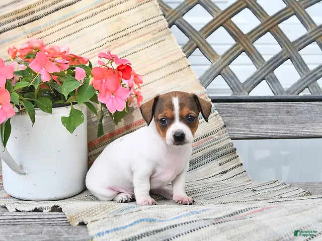 Chiweenie dogs for sale: Posy - Ad 2
