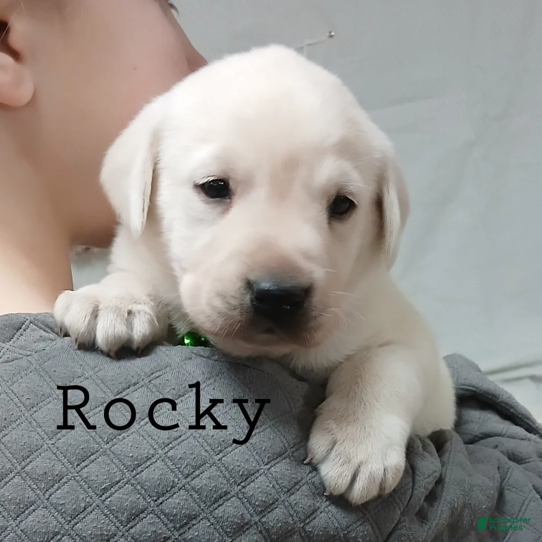 Labrador Retriever dogs for sale: Rocky - Ad 5