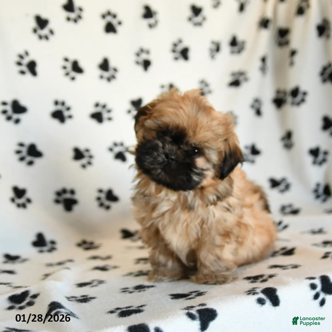 Shih Tzu dogs for sale: Oberon - Ad 3