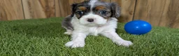 Cavalier King Charles Spaniel dogs for sale: Bertha Boy 1 - Ad 2