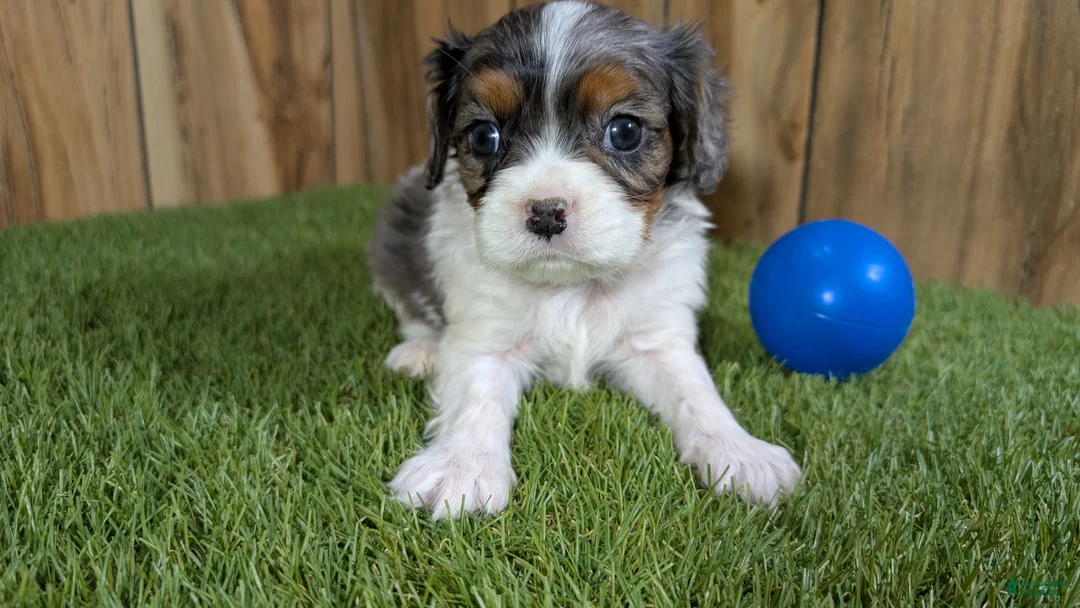 Cavalier King Charles Spaniel dogs for sale: Bertha Boy 1 - Ad 2
