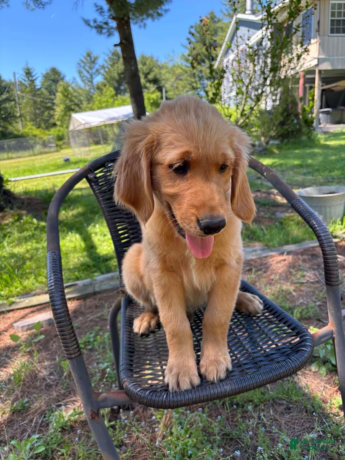 Golden Retriever dogs Buddy - Ad 2