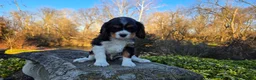 Cavalier King Charles Spaniel dogs for sale: Virgil - Ad 11