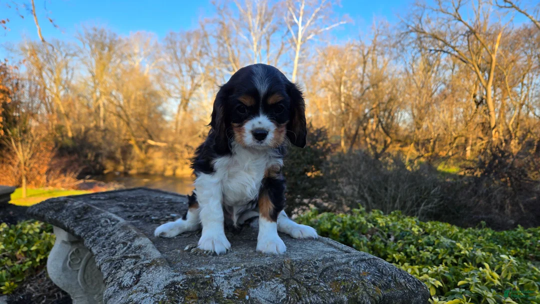 Cavalier King Charles Spaniel dogs for sale: Virgil - Ad 11