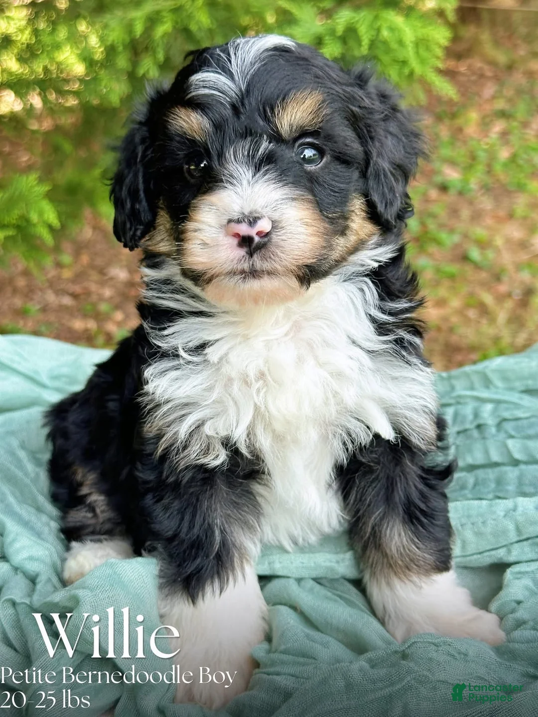 Mini Bernedoodle dogs for sale: Willie-Petite/Mini-OFA&GeneticParents - Ad 1