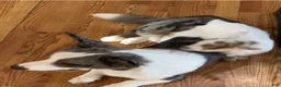 Welsh Corgi Cardigan dogs for sale: AKC Elizabeth  - Ad 7