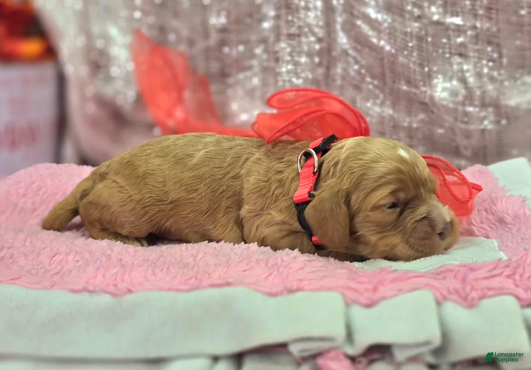 Cockapoo dogs for sale: Diamond - Ad 3