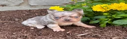 French Bulldog dogs for sale: Diego - Ad 4