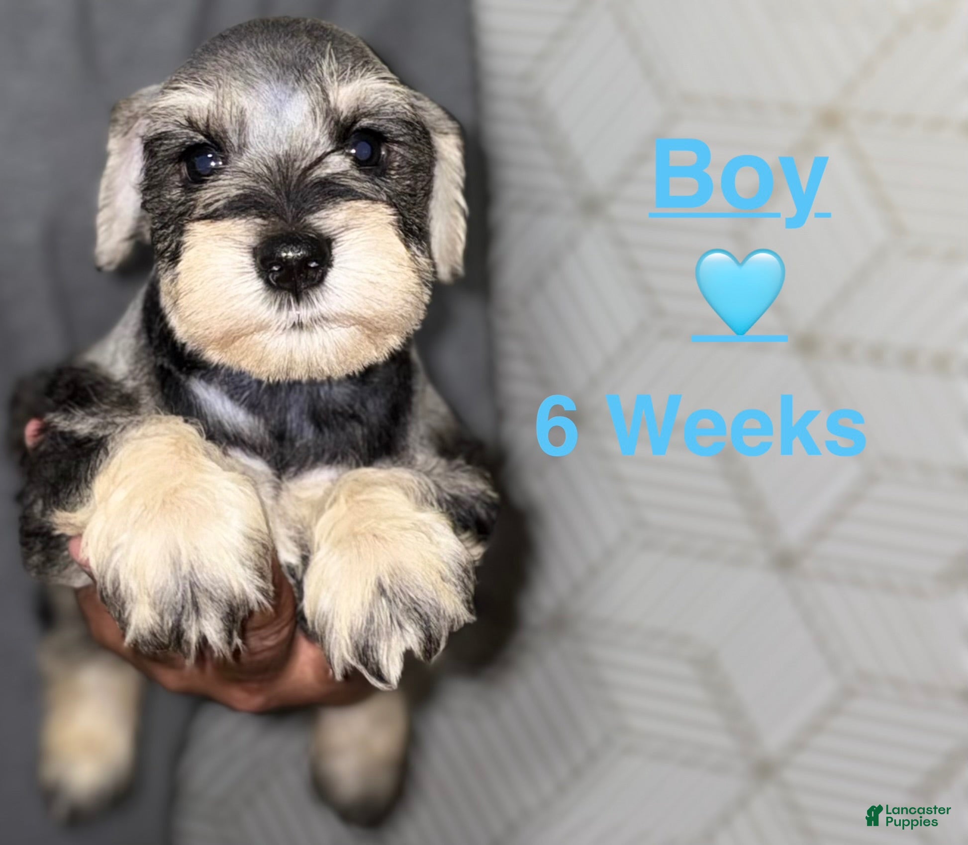 Miniature Schnauzer dogs Miniature Schnauzer 5 - Ad 1